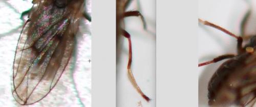 Philygria flavipes